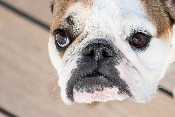 istock English bulldog close up 529180775