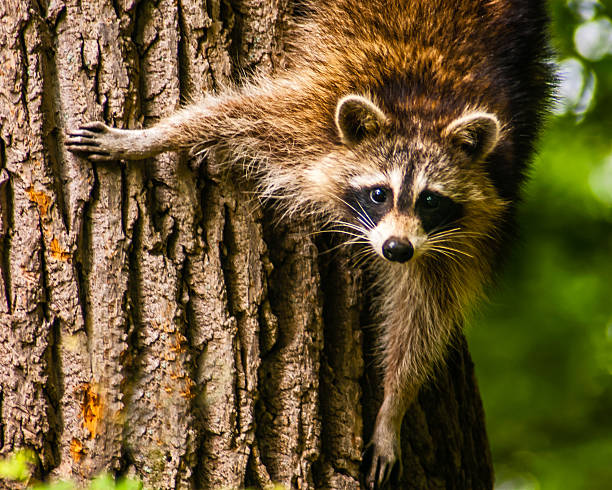 istock Mother Raccoon 529180781