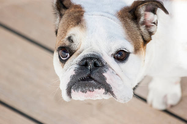 istock English bulldog looking at camera 529180785