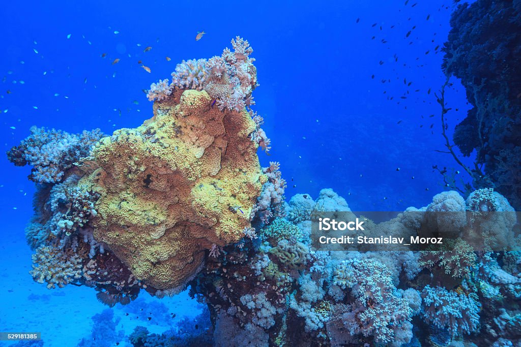 coral reef Coral reefs are diverse underwater ecosystems held together by calcium carbonate structures secreted by corals. Activity Stock Photo