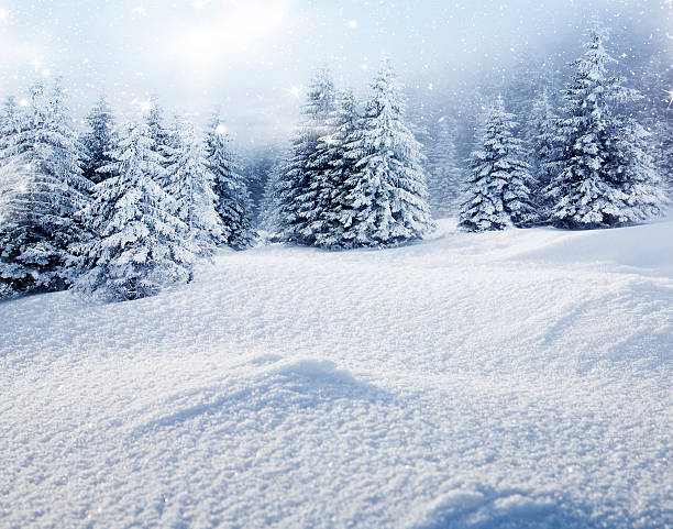 istock Christmas background with snowy fir trees 529181669