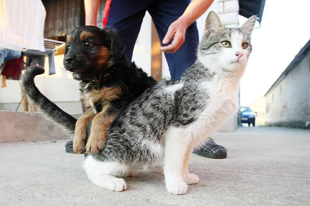 filhote e um gatinho jogando - crossbreeding - fotografias e filmes do acervo