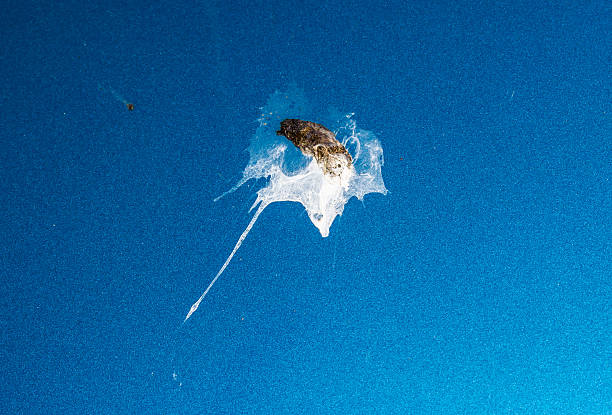 Bird droppings on my ocean blue car! stock photo