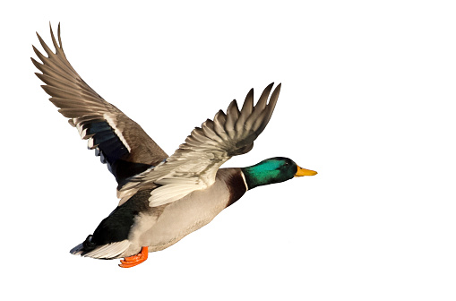 Mallard Duck in flight, isolated on white background.