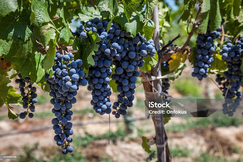 Red Wine Grapes on the Vine in Vineyard Grapes on the Vine, Colchagua Valley, Chile Chile Stock Photo
