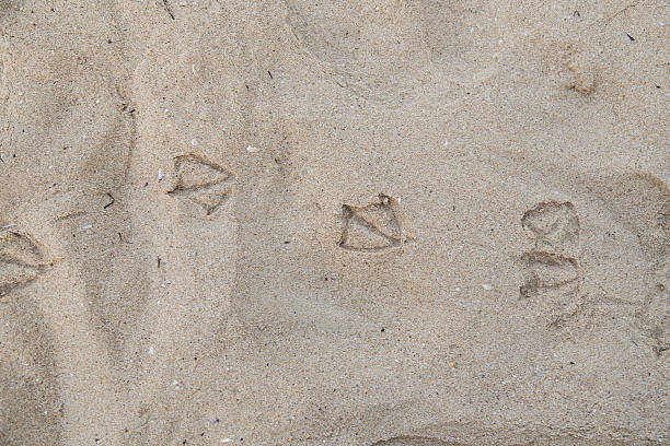 istock sand, footprint, beach, sea 529192117