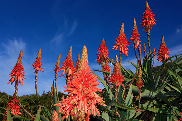 istock Aloe arborescens flowers 529192301