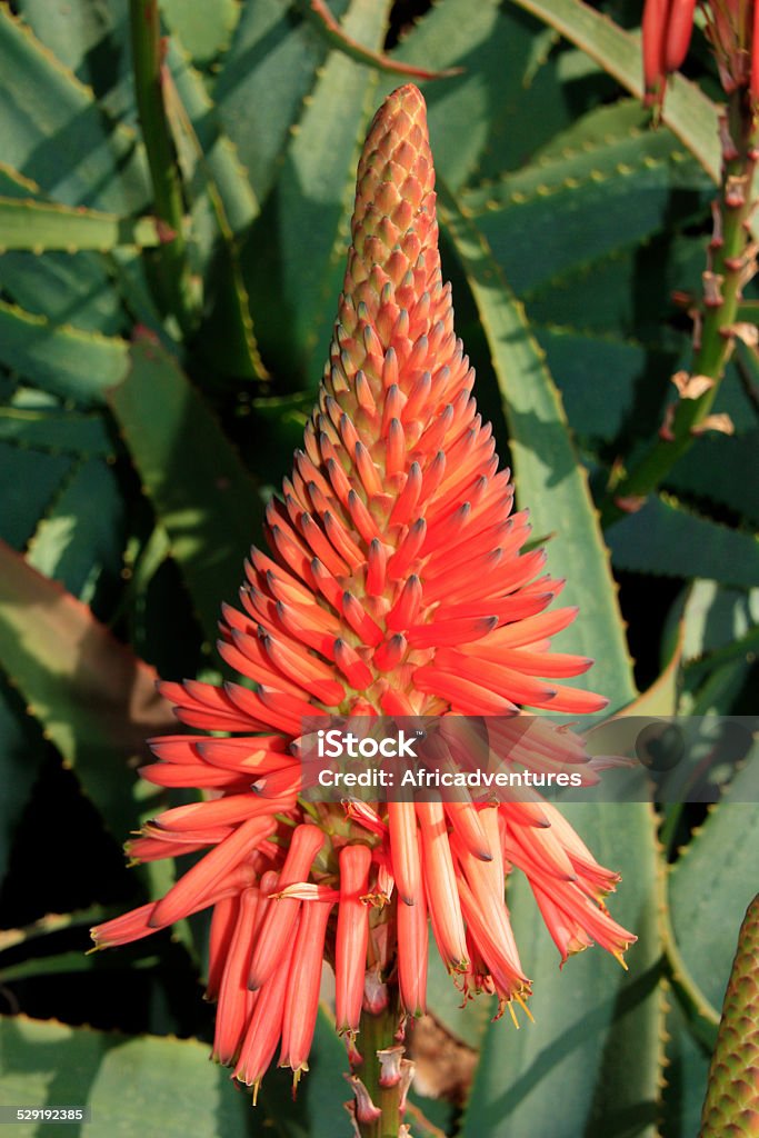 Foto de Aloe Arborescens Flor e mais fotos de stock de Babosa - Suculenta -  Babosa - Suculenta, Beleza natural - Natureza, Botânica - Assunto - iStock