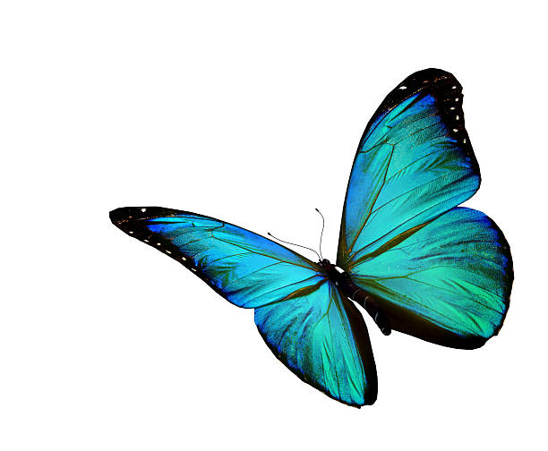 istock Turquoise butterfly flying, isolated on white background 529193713