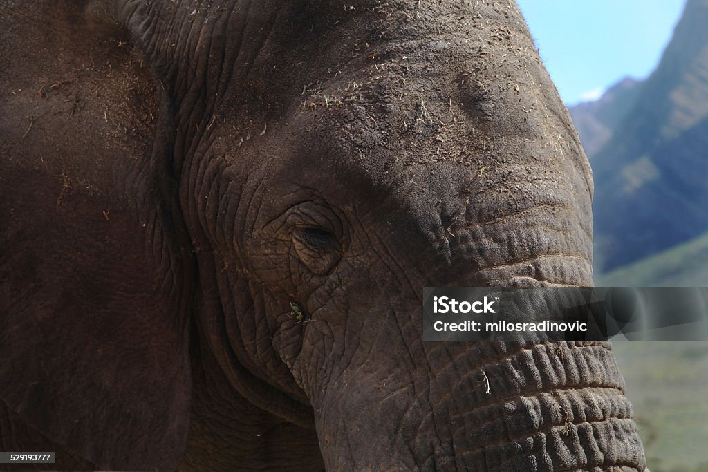 Elephant close up, South Africa Elephant's head, close up, South Africa. Africa Stock Photo