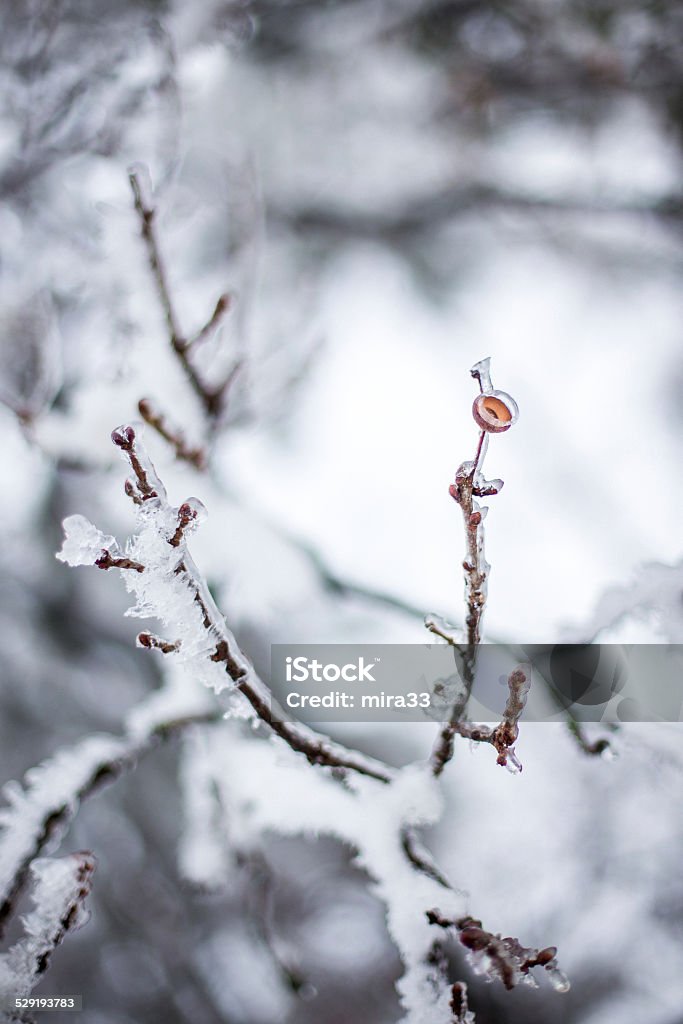 Frost en oak tree branch - Foto de stock de Bellota libre de derechos