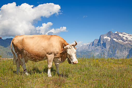 Cow in front of a beautiful mountain panorama in Tyrol