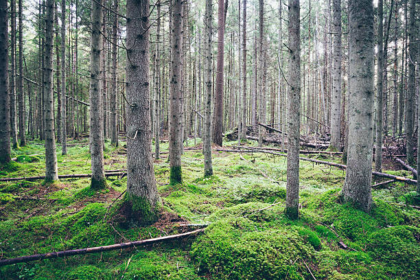 istock Old forest with moss covered trees and rays of sun. 529194271