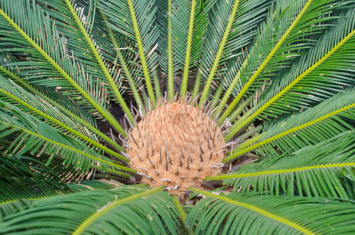 Cycad Scientific Name Is Cycas Circinalis L Stock Photo - Download Image Now - Africa, Botany, Branch - Plant Part - iStock Cycad Scientific Name Is Cycas Circinalis L Stock Photo - Download Image Now - Africa, Botany, Branch - Plant Part - iStock