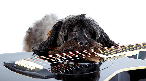 istock Sad doggie and guitar. 529195171