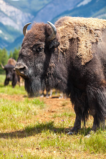 istock American Bison or Buffalo 529195173