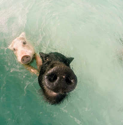 The swimming pigs in caribbean sea of Exuma Island (Big Major Cay - Bahamas) - Fisheye lens
