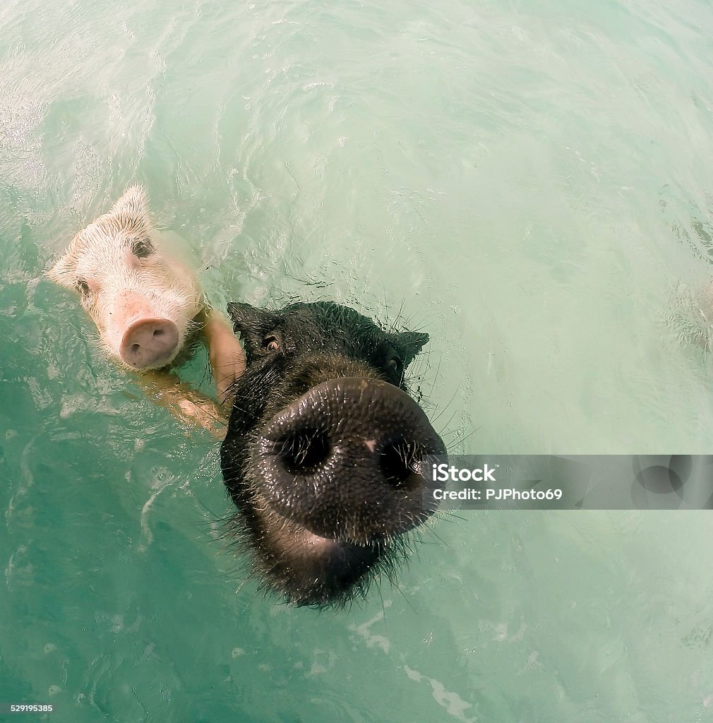 The swimming pigs in caribbean sea The swimming pigs in caribbean sea of Exuma Island (Big Major Cay - Bahamas) - Fisheye lens Pig Stock Photo