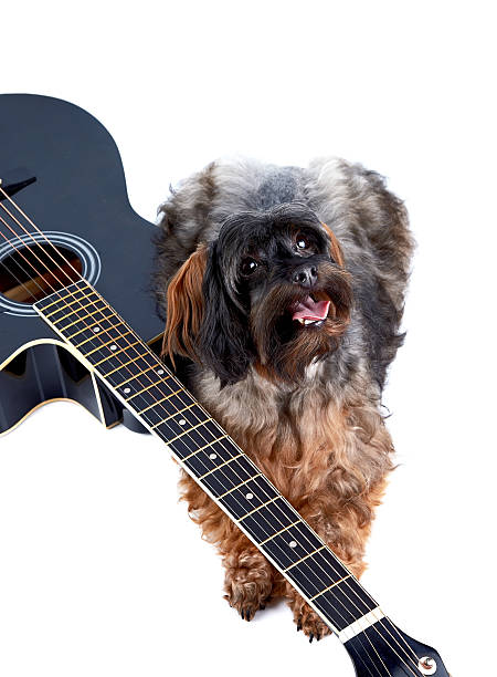 istock Decorative shaggy doggie and black guitar. 529195521