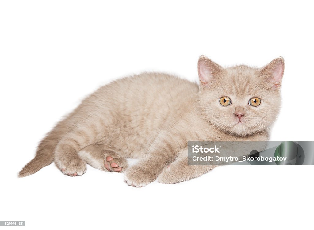 ginger British cat ginger British cat Isolated on white background Animal Stock Photo