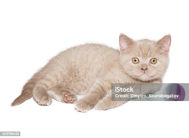 Ginger British Cat Stock Photo - Download Image Now - Animal, Animal Body Part, Animal Hair