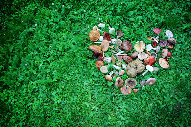 A high angle view of a large group of picked edible and inedible wild forest mushrooms arranged in a heart shape on green grass.