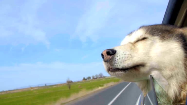 Malamute has her head out a car window