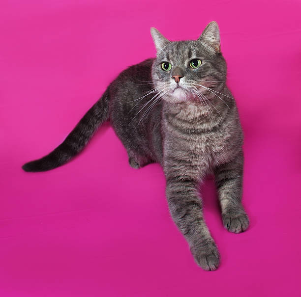 istock Striped gray cat standing on pink 529206061