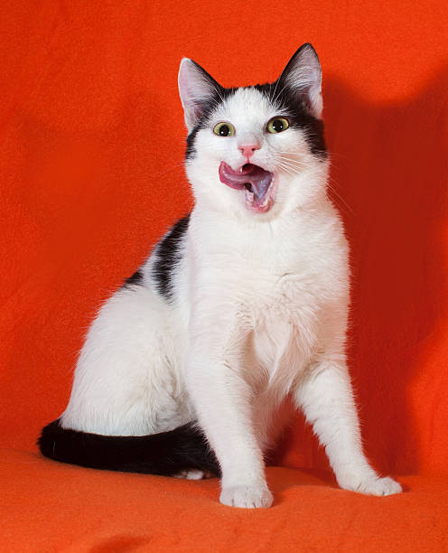 istock White with black spots kitten sitting and licked on orange 529206117