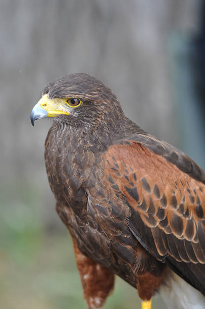 istock Portrait of Harris Brown Hawk 529206377