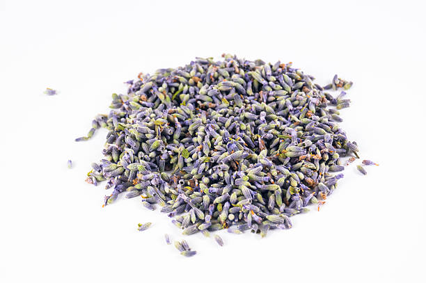 istock Lavandula angustifolia in white background 529207071