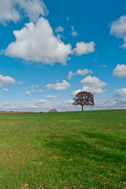 landschaft und himmel. - cirrostratus nobody field autumn stock-fotos und bilder