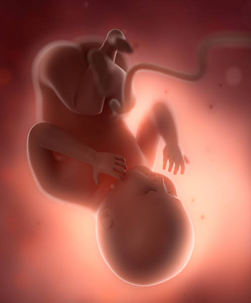 Fetus baby inpregnant  woman belly concept stock photo