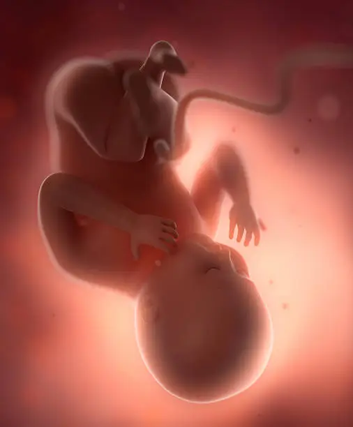 Fetus baby inpregnant  woman belly concept in 3D
