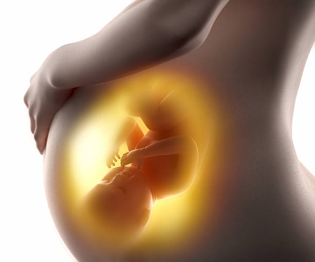 mujer embarazada con feto 3d concepto - fetus fotografías e imágenes de stock