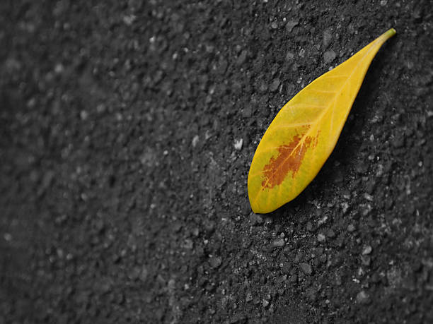 Yellow leaf stock photo