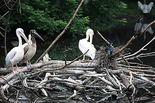 istock white pelican pond zoo 529209515