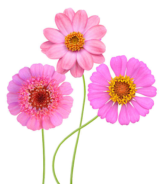 istock Beautiful pink zinnia bouquet 529209561