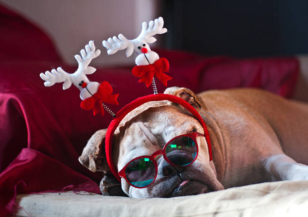 istock Bulldog asleep after Christmas 529210005