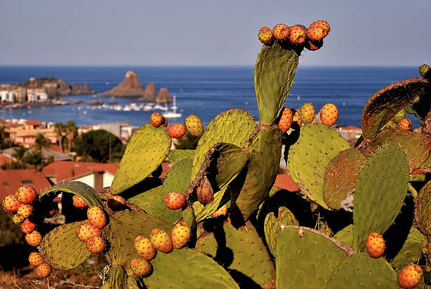 프릭클리 pears - prickly pear fruit cactus prickly pear cactus yellow 뉴스 사진 이미지