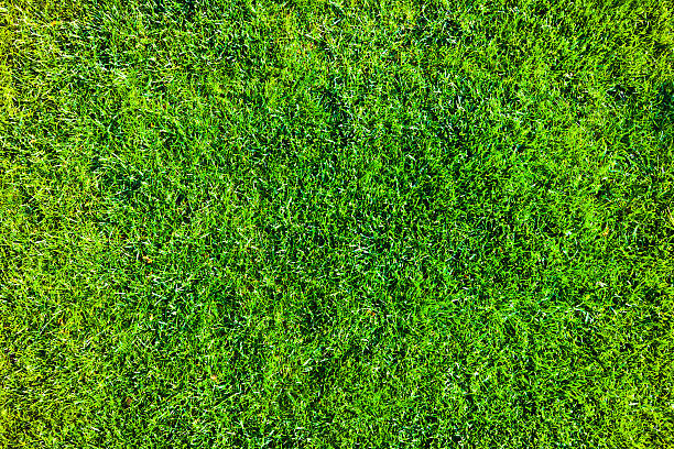 istock cultivated green grass in bright colors 529210399