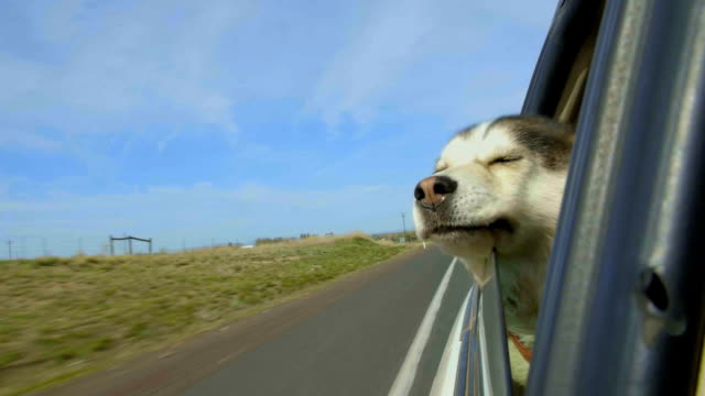 Malamute dog has her head out a car window