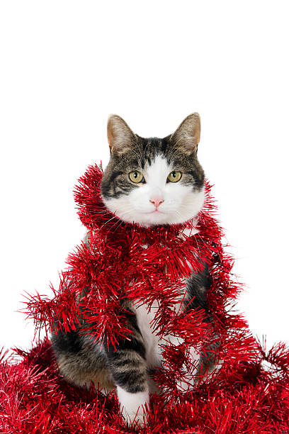istock Looking cat with Christmas garlands 529210861