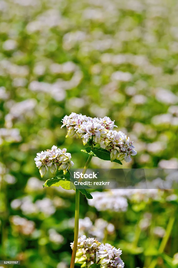 Buckwheat blossoms on green field White flowers of buckwheat on the background of green leaves on the buckwheat field Agriculture Stock Photo