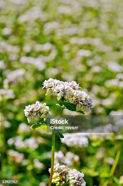 Buckwheat Blossoms On Green Field Stock Photo - Download Image Now - Agriculture, Buckwheat, Dieting