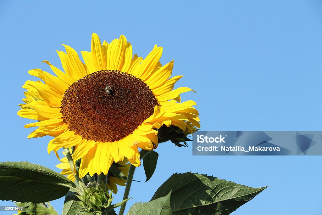 Sunflower Yellow flower of a sunflower with a bee against the blue sky Bee Stock Photo