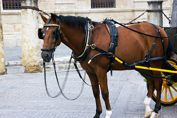 istock Horse carriage waiting in seville 529220043
