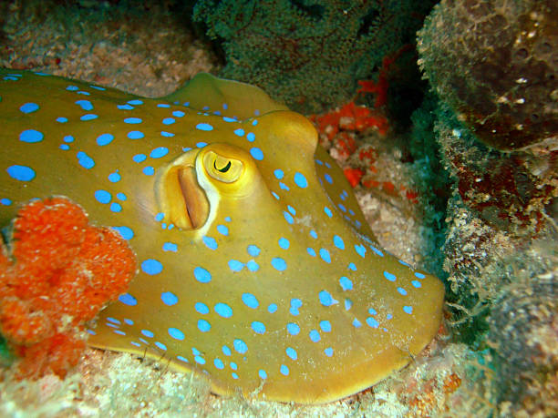 istock Stingray, bluespotted ribbontail ray 529220631