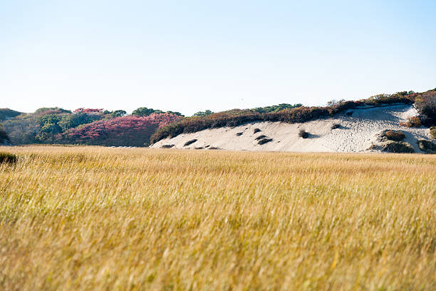 long punto marsh, massachusetts,, national seashore - cape cod new england sea marsh foto e immagini stock