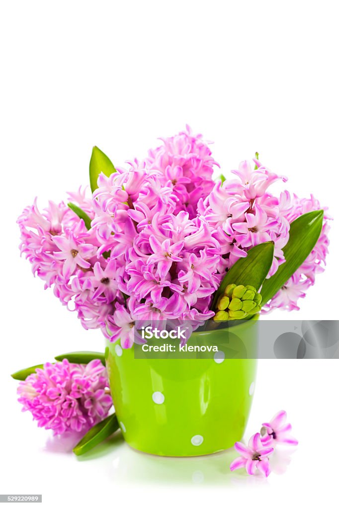 Beautiful Hyacinths Beautiful Hyacinths in vase over white Blinking Stock Photo